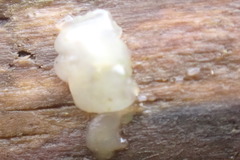 Tremellomycetes
