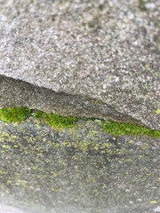 Tortula muralis