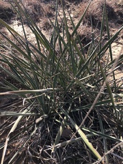 Yucca arkansana