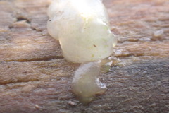 Tremellomycetes