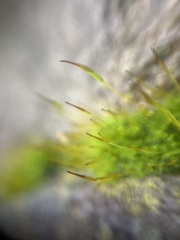 Tortula muralis