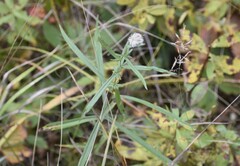 Symphyotrichum boreale