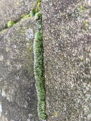 Grimmia pulvinata