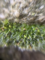 Grimmia pulvinata