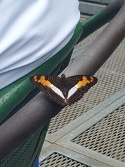 Adelpha malea