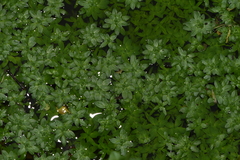 Callitriche lenisulca