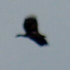 Haliaeetus leucocephalus