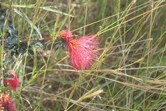 Calliandra tergemina