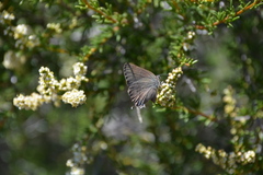 Satyrium saepium
