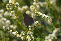 Satyrium saepium