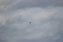 Haliaeetus leucocephalus