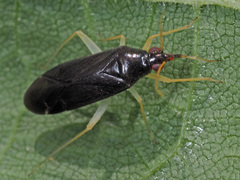 Phylus coryli