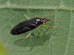 Phylus coryli