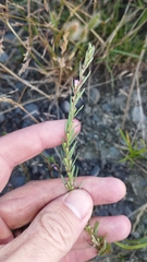 Lythrum hyssopifolia