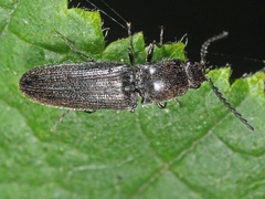 Cidnopus pilosus
