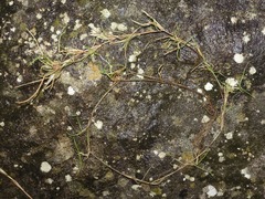 Festuca rubra