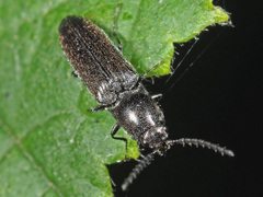 Cidnopus pilosus