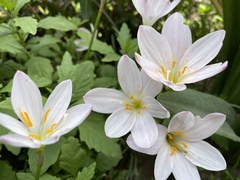 Zephyranthes