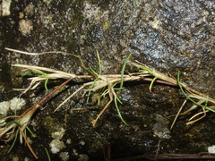 Festuca rubra