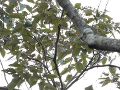 Zosterops simplex simplex