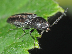 Cidnopus pilosus