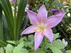 Zephyranthes