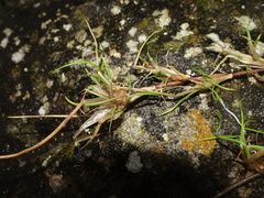 Festuca rubra