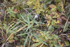 Symphyotrichum boreale