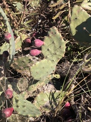 Opuntia stricta