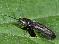 Cidnopus pilosus