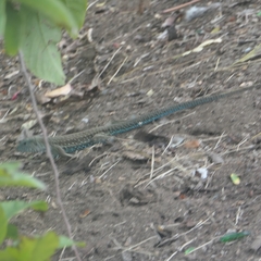 Ameiva tobagana