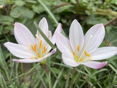 Zephyranthes