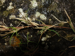 Festuca rubra