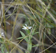Symphyotrichum boreale