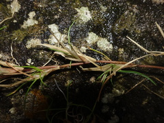 Festuca rubra