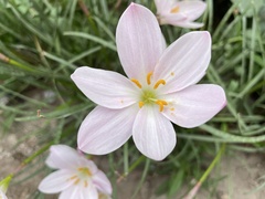 Zephyranthes