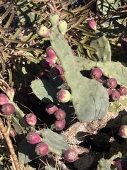 Opuntia stricta