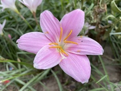 Zephyranthes
