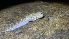 Istiblennius dussumieri