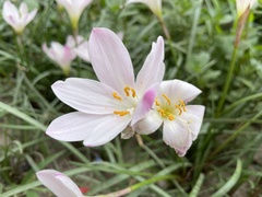 Zephyranthes