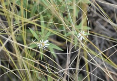 Symphyotrichum boreale