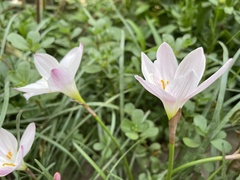 Zephyranthes