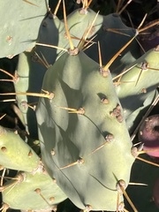 Opuntia stricta