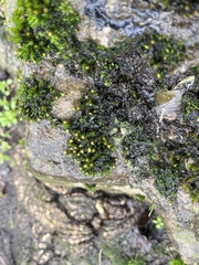 Orthotrichum