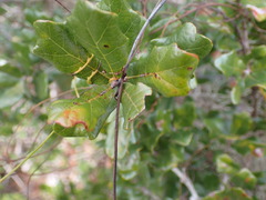 Quercus chapmanii