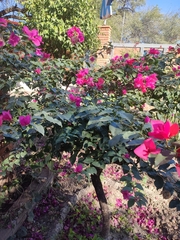 Bougainvillea