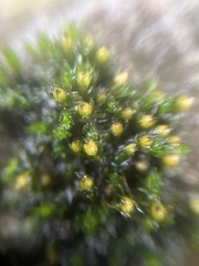 Orthotrichum