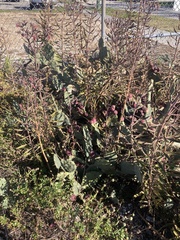 Opuntia stricta