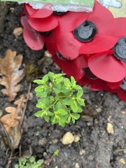 Euphorbia peplus