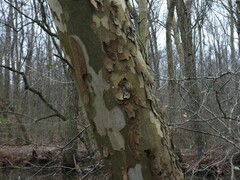 Platanus occidentalis